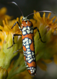 Ailanthus Webworm